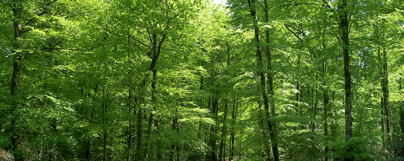 Vue de Montfiquet, Calvados