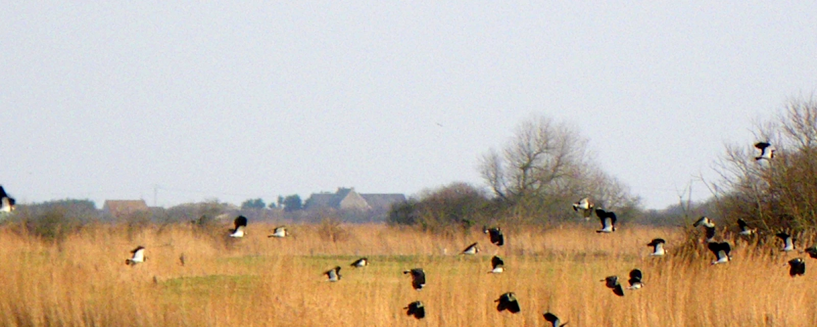 Vue de Saint-Germain-de-Varreville, Manche