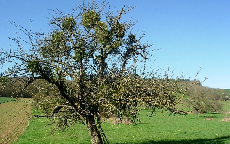 Estissac