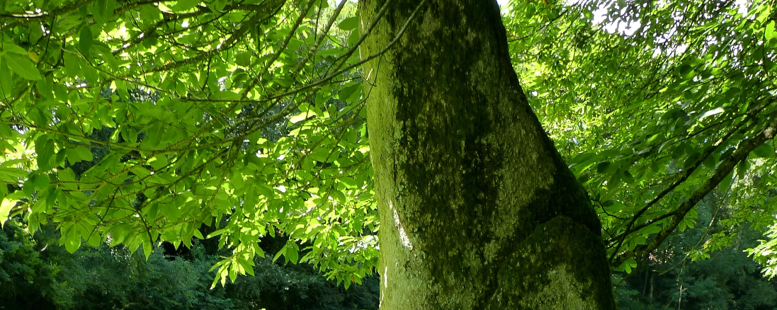 Vue de Plouvara, Côtes-d'Armor